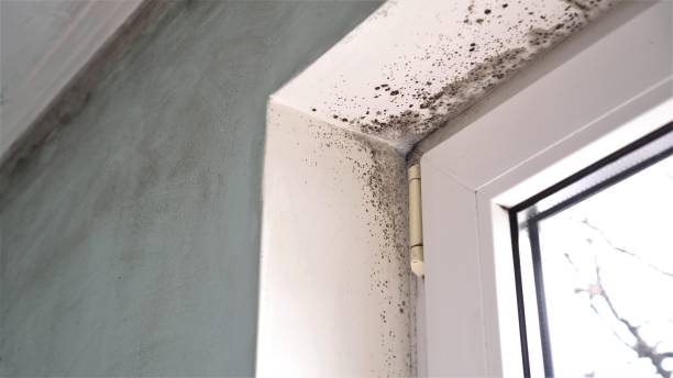 Best Attic Mold Remediation in Rohnert Park, CA