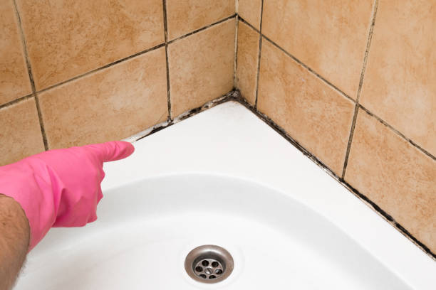 Best Insurance-Related Mold Remediation in Rohnert Park, CA